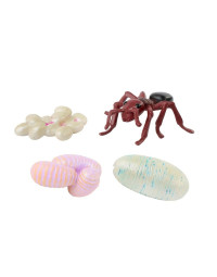 Életciklus - hangya