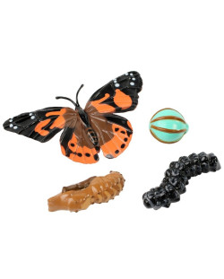 Életciklus - pillangó